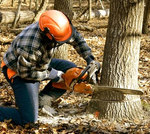 Tree Removal in Lafferty, OH